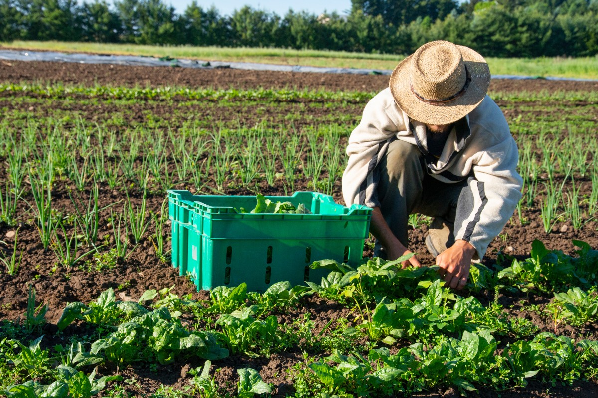 Cultivating Hope: Pratt Home Builders Partners with Crabtree Farms